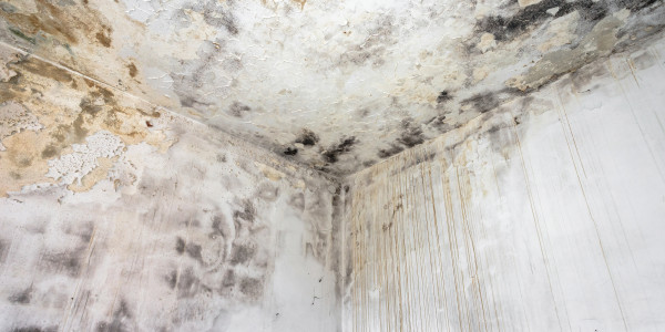 Rehabilitación y Restauración de Fachadas Navàs · Pintura Antihumedad / Antimoho para Humedades / Moho